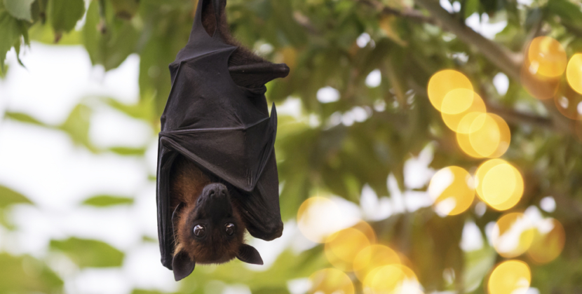 chauve souris