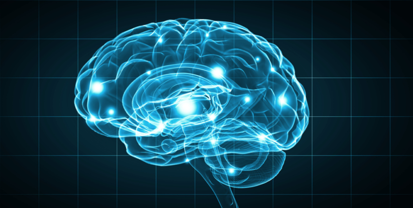 Le cerveau et le son